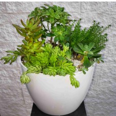 Succulent Planter